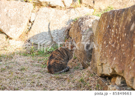 城壁で休憩する野良猫 城壁で休憩する野良猫 85849663
