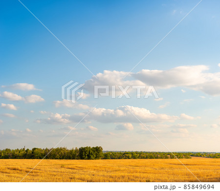 Mowed field of wheat 85849694