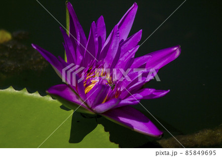 Purple Lotus Flower, scientific name Nelumbo nucifera Gaertn., is generally a herbaceous aquatic plant. The roots are in the soil under water. 85849695