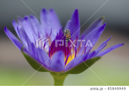 Purple Lotus Flower, scientific name Nelumbo nucifera Gaertn., is generally a herbaceous aquatic plant. The roots are in the soil under water. 85849949