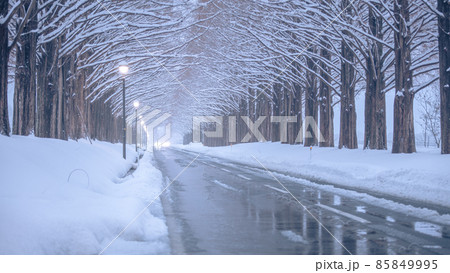 滋賀県 メタセコイア並木 雪景色 85849995