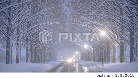 滋賀県 メタセコイア並木 雪景色 85850019