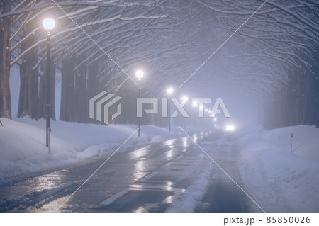 滋賀県 メタセコイア並木 雪景色 85850026
