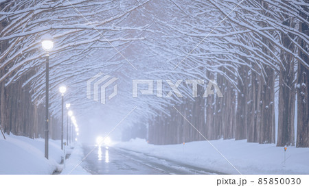 滋賀県 メタセコイア並木 雪景色 85850030