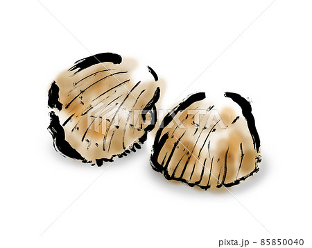 鳥貝　殻　和風手描き筆描きイラスト素材 85850040