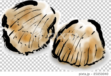 鳥貝　殻　和風手描き筆描きイラスト素材 85850040
