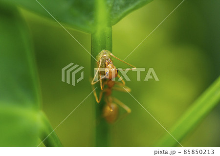 Red ants often live in houses, ground, trees. Red ants are animals with red bodies. But some may have a brown body. If disturbed, the acid will come out and bite, causing blisters on the skin, causing 85850213