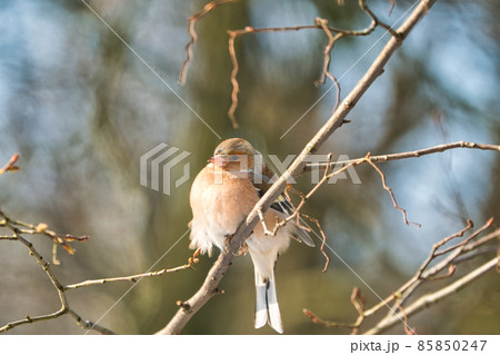one cold chaffinch on a tree at a sunny and frosty winter day one cold chaffinch on a tree at a sunny and frosty winter day 85850247