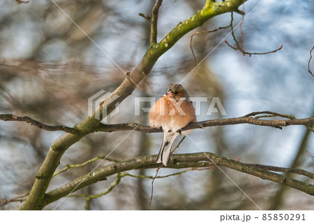 one cold chaffinch on a tree at a sunny and frosty winter day one cold chaffinch on a tree at a sunny and frosty winter day 85850291