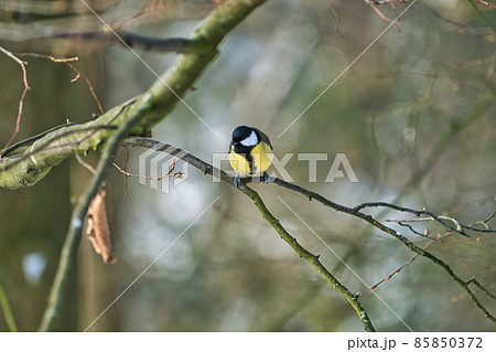 one greathungry great tit in the winter tit on a tree at a cold and sunny winter day one greathungry great tit in the winter tit on a tree at a cold and sunny winter day 85850372