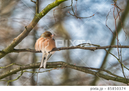 one cold chaffinch on a tree at a sunny and frosty winter day 85850374