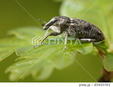 Bug on oak leaf 85850763