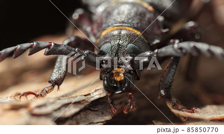 Longhorn beetle en face Longhorn beetle en face 85850770