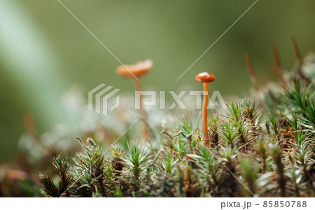 Mushrooms on long stipe. Mushrooms on long stipe. 85850788