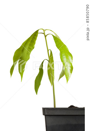 Birth of tree. Fresh green foliage. Birth of tree. Fresh green foliage. 85850790