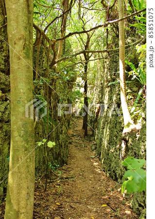 南大東島 バリバリ岩 南大東島 バリバリ岩 85851075