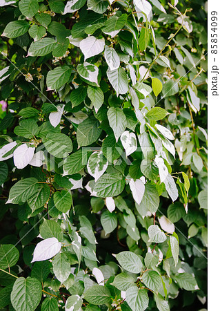 White and green leaves of creeper Actinidia kolomikta, Actinidiaceae or variegated-leaf hardy kiwi White and green leaves of creeper Actinidia kolomikta, Actinidiaceae or variegated-leaf hardy kiwi 85854099