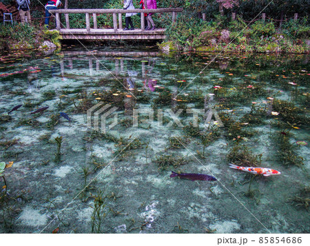 モネの池を泳ぐ鮮やかな色の鯉 85854686