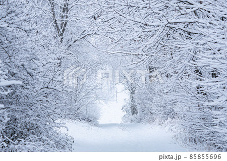 Winter path. Snowy road in the forest. Winter path. Snowy road in the forest. 85855696