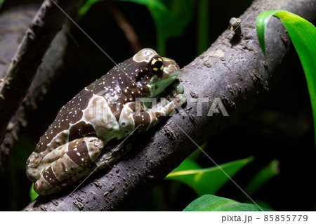 Amazon milk frog - Trachycephalus resinifictrix Amazon milk frog - Trachycephalus resinifictrix 85855779