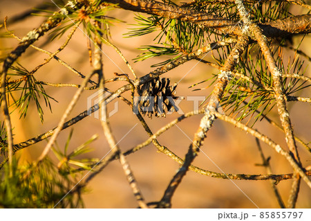 Green prickles on pine tree branches in spring forest. Green prickles on pine tree branches in spring forest. 85855797