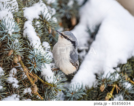 Eurasian nuthatch or wood nuthatch, lat. Sitta europaea, sitting on the fir branch with snow in winter forest Eurasian nuthatch or wood nuthatch, lat. Sitta europaea, sitting on the fir branch with snow in winter forest 85856034