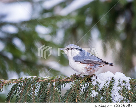 Eurasian nuthatch or wood nuthatch, lat. Sitta europaea, sitting on the fir branch with snow in winter forest Eurasian nuthatch or wood nuthatch, lat. Sitta europaea, sitting on the fir branch with snow in winter forest 85856097