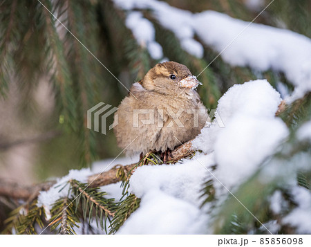 Sparrow sits on a fir branch with snow in winter 85856098