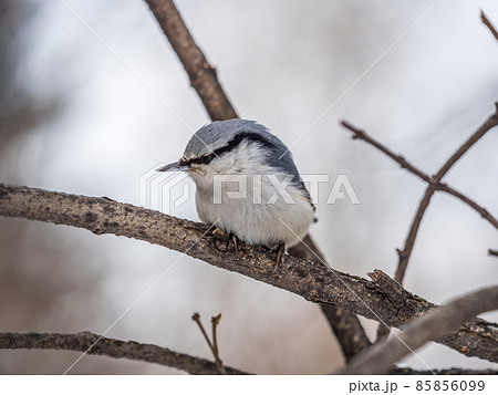 Eurasian nuthatch or wood nuthatch, lat. Sitta europaea, sitting on a tree branch with a blurred background. Eurasian nuthatch or wood nuthatch, lat. Sitta europaea, sitting on a tree branch with a blurred background. 85856099
