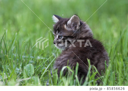 Street little kitten met a dog and is scared. The little kitten ran away from home and got lost in 85856626