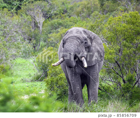 An African elephant with large tusks drinks water from swamp. An African elephant with large tusks drinks water from swamp. 85856709