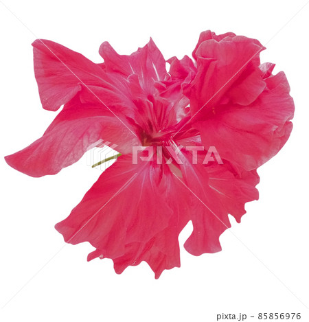 Hibiscus is an extensive genus of plants in the Malvaceae family. Close-up, isolate on a white background. A beautiful graceful flower with curved red petals. Raw Material for Sour Tropical Plant Tea Hibiscus is an extensive genus of plants in the Malvaceae family. Close-up, isolate on a white background. A beautiful graceful flower with curved red petals. Raw Material for Sour Tropical Plant Tea 85856976