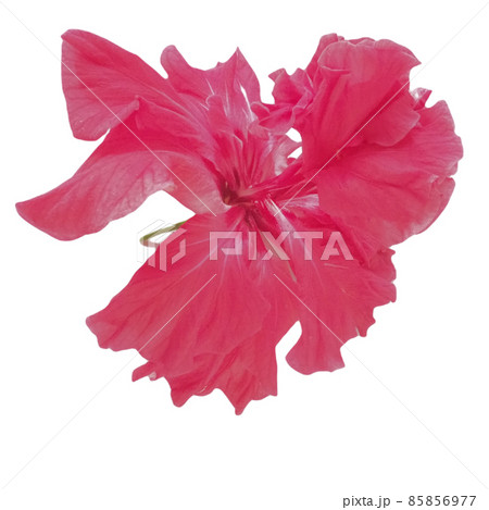 Hibiscus is an extensive genus of plants in the Malvaceae family. Close-up, isolate on a white background. A beautiful graceful flower with curved red petals. Raw Material for Sour Tropical Plant Tea Hibiscus is an extensive genus of plants in the Malvaceae family. Close-up, isolate on a white background. A beautiful graceful flower with curved red petals. Raw Material for Sour Tropical Plant Tea 85856977