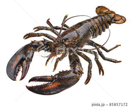 Fresh raw lobster isolated on white background 85857172