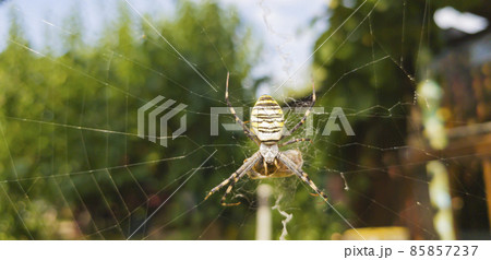 The black and yellow striped garden spider Argiope sits on a spiderweb with its prey. Top view. The black and yellow striped garden spider Argiope sits on a spiderweb with its prey. Top view. 85857237