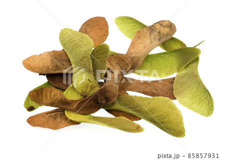 mapple tree seeds 85857931