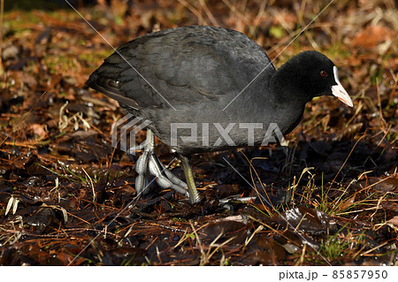 オオバン　弁足 85857950