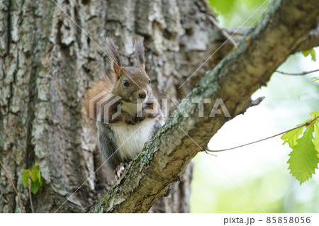 木の上のリス 85858056