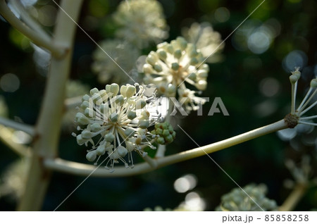 ヤツデの花 85858258