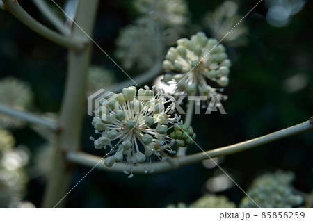 ヤツデの花 85858259