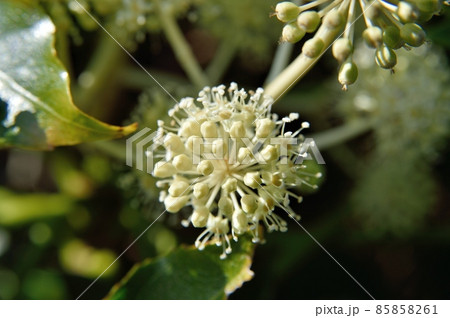 ヤツデの花 85858261