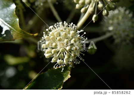 ヤツデの花 ヤツデの花 85858262