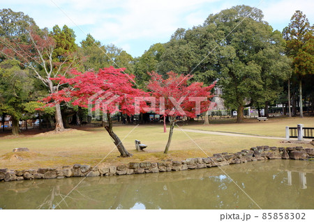 鮮やか紅葉イロハモミジ 鮮やか紅葉イロハモミジ 85858302