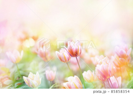 Spring blossoming tulips in garden, springtime bright flowers in the field, pastel and soft floral card, selective focus, shallow DOF, toned 85858354