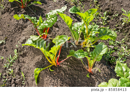 畑のフダンソウ 85858413