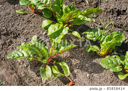 畑のフダンソウ 85858414