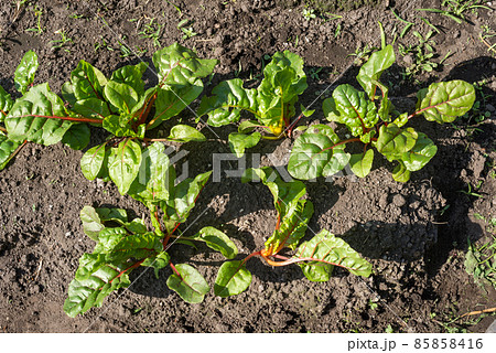 上から見た畑のフダンソウ 85858416