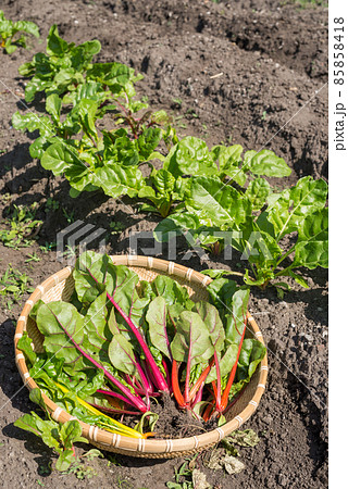 収穫したフダンソウと畑 85858418