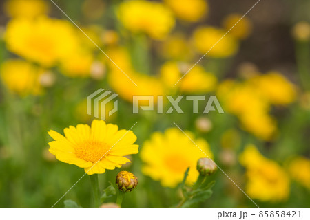 シュンギクの花 85858421