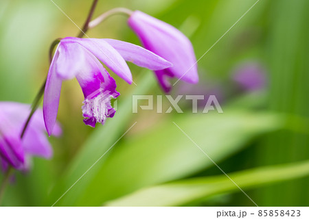 緑をバックにシランの花のアップ 緑をバックにシランの花のアップ 85858423